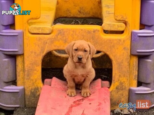 Labrador Puppies - Purebred