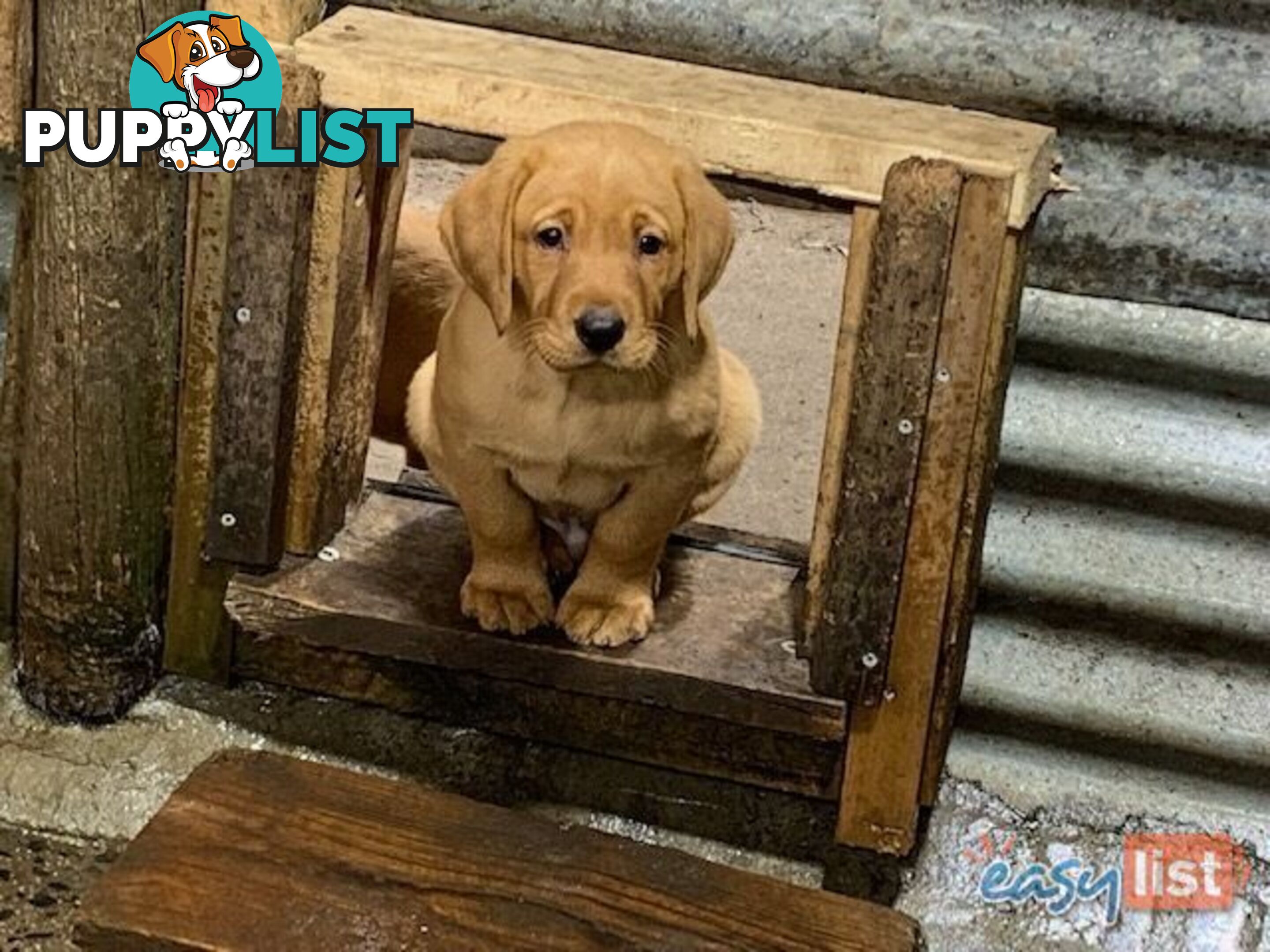 Labrador Puppies - Purebred