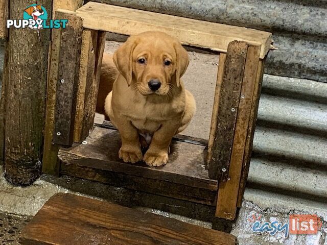 Labrador Puppies - Purebred