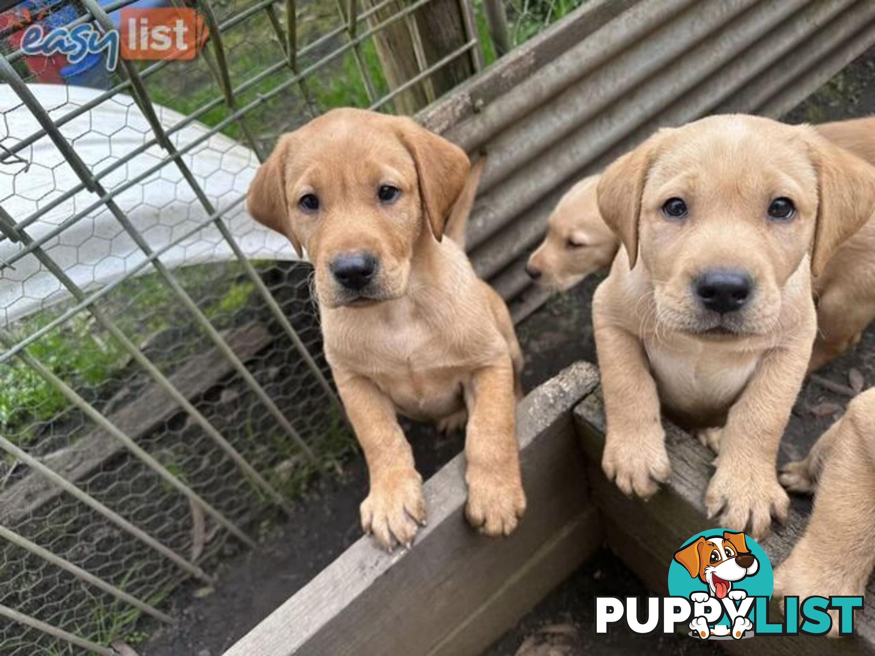 Labrador Puppies - Purebred