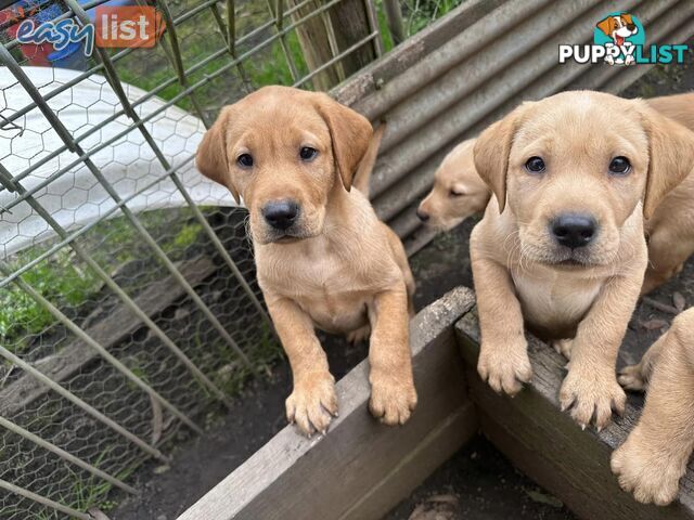 Labrador Puppies - Purebred