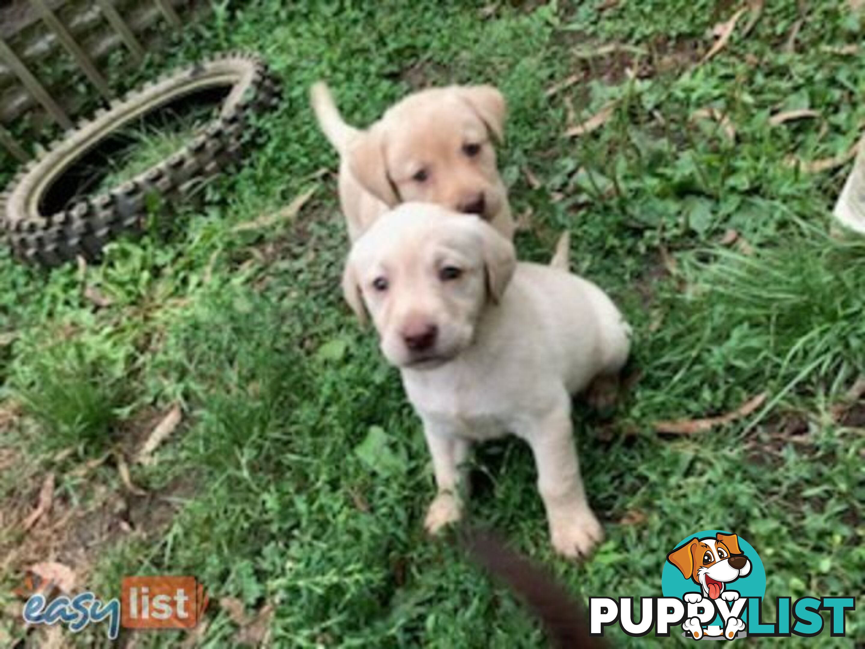Labrador Puppies - Purebred