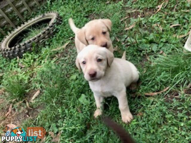 Labrador Puppies - Purebred