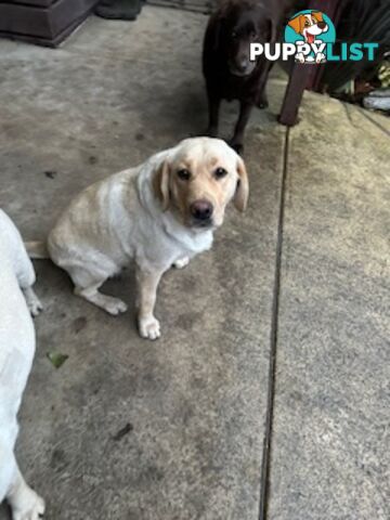 Labrador Puppies Purebred - only 1 gold male available