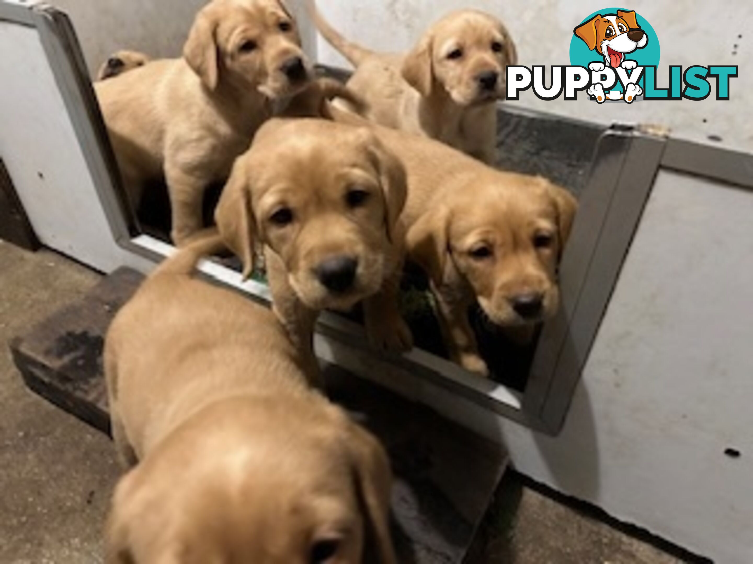 Labrador Puppies Purebred - only 1 gold male available