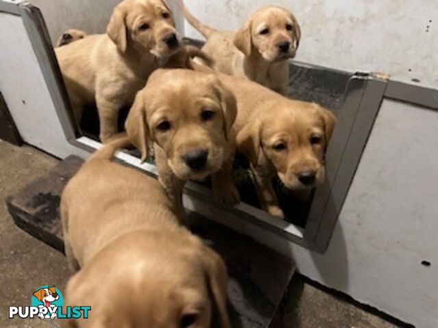 Labrador Puppies Purebred - only 1 gold male available