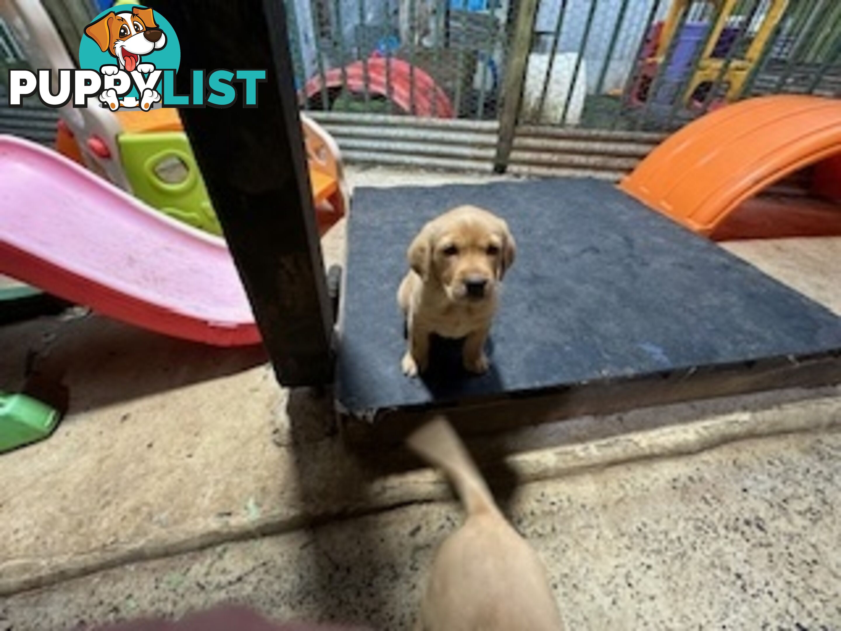 Labrador Puppies Purebred - only 1 gold male available