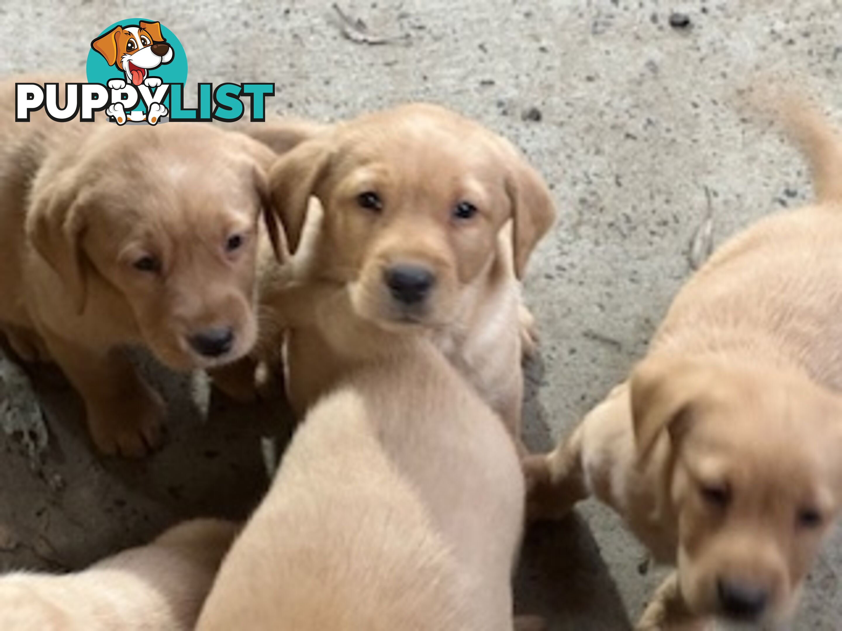 Labrador Puppies Purebred - only 1 gold male available