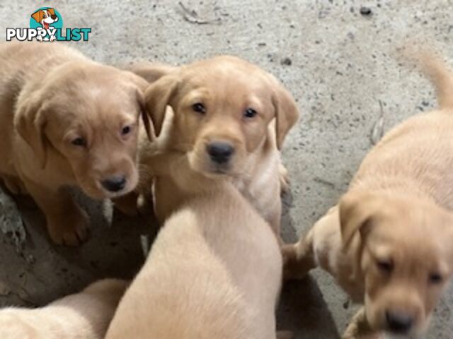 Labrador Puppies Purebred - only 1 gold male available