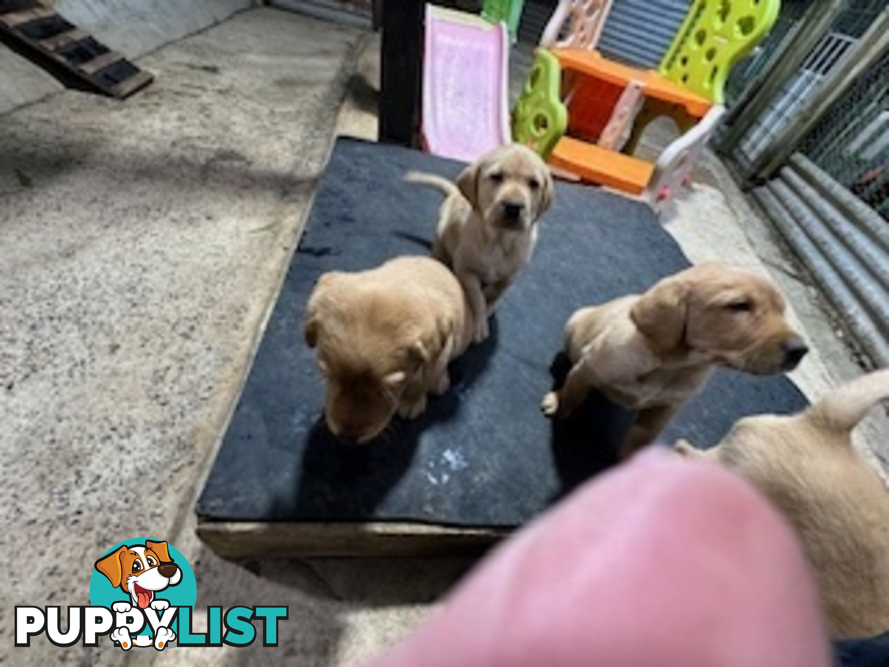 Labrador Puppies Purebred - only 1 gold male available