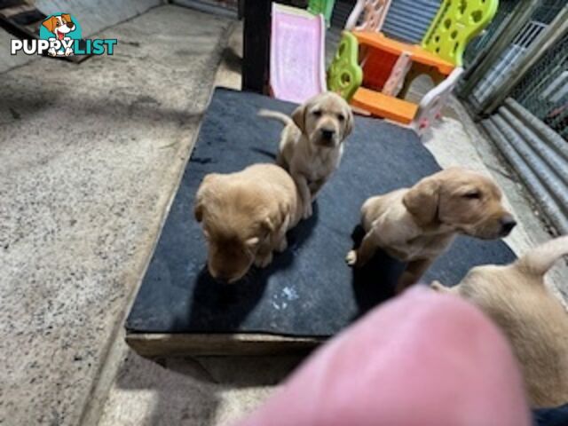 Labrador Puppies Purebred - only 1 gold male available