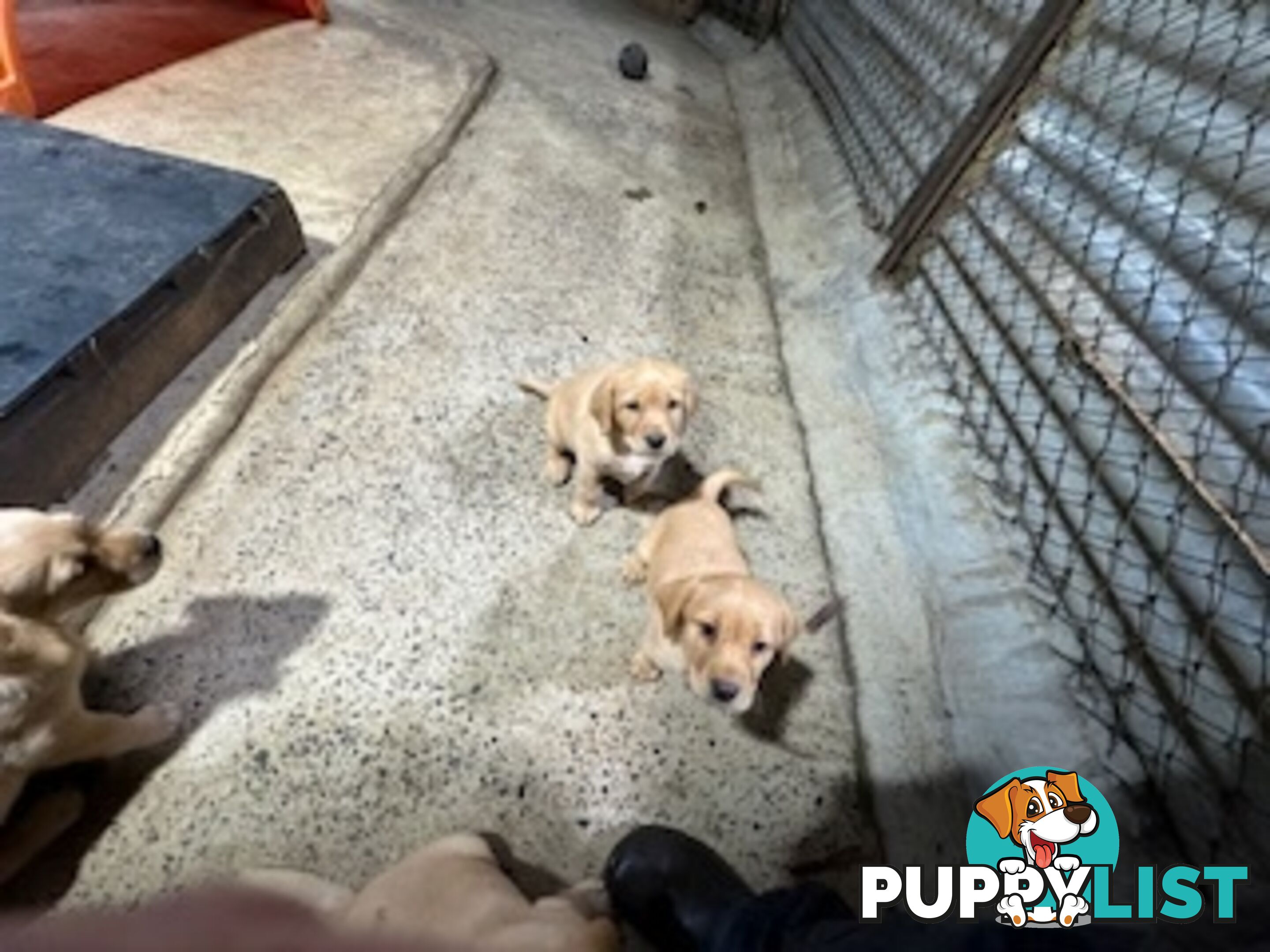 Labrador Puppies Purebred - only 1 gold male available