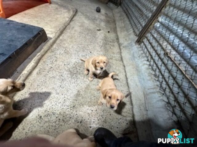 Labrador Puppies Purebred - only 1 gold male available