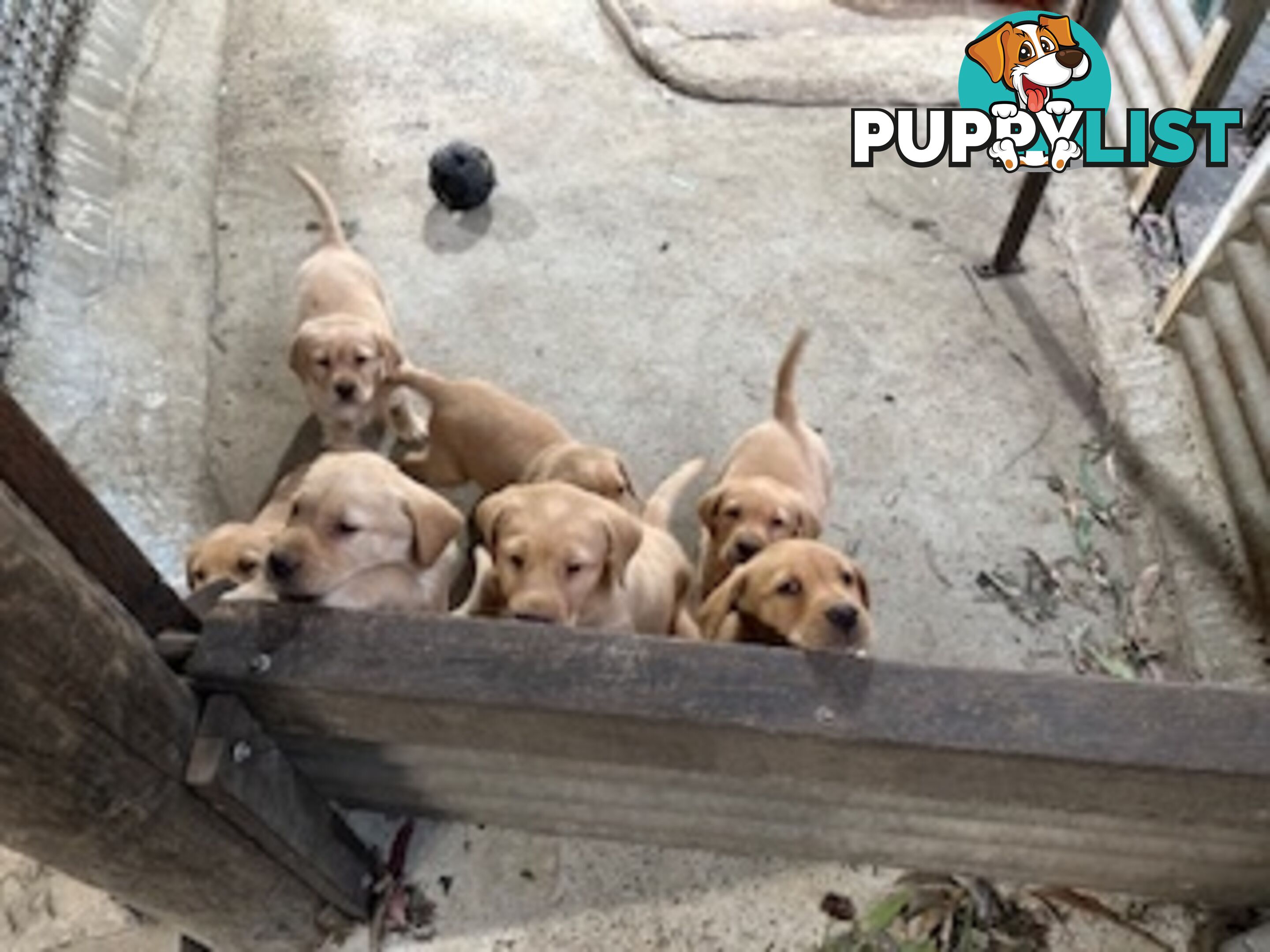 Labrador Puppies Purebred - only 1 gold male available