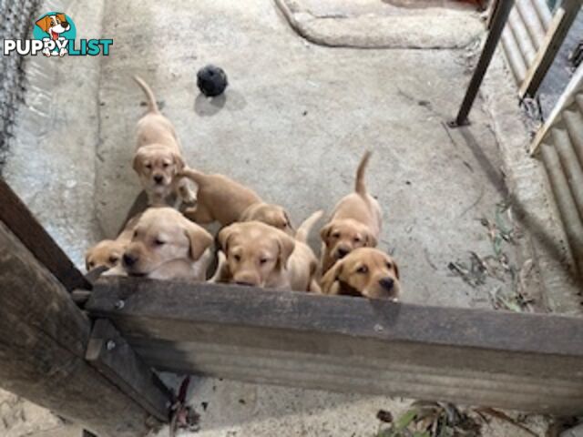 Labrador Puppies Purebred - only 1 gold male available