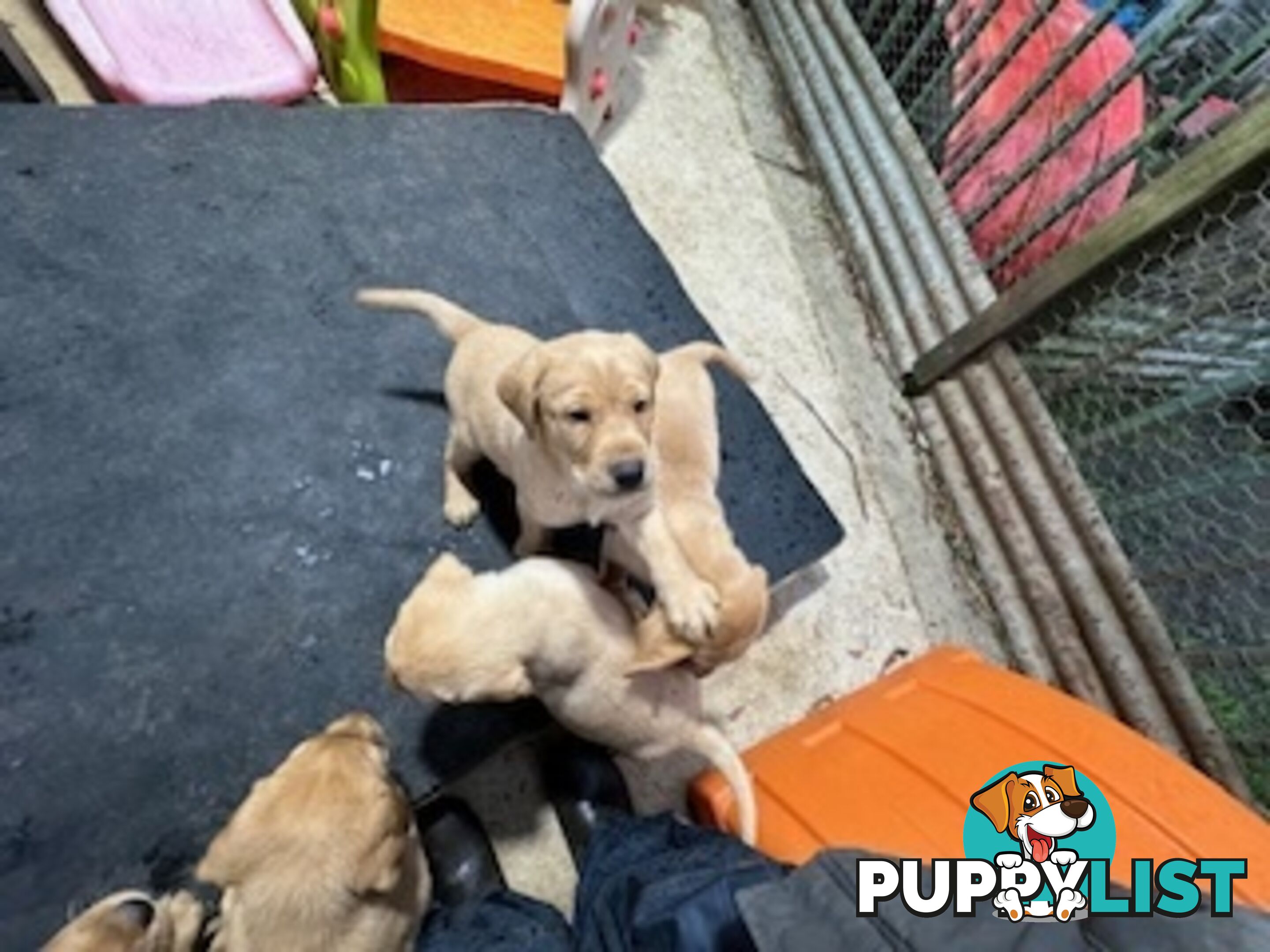 Labrador Puppies Purebred - only 1 gold male available