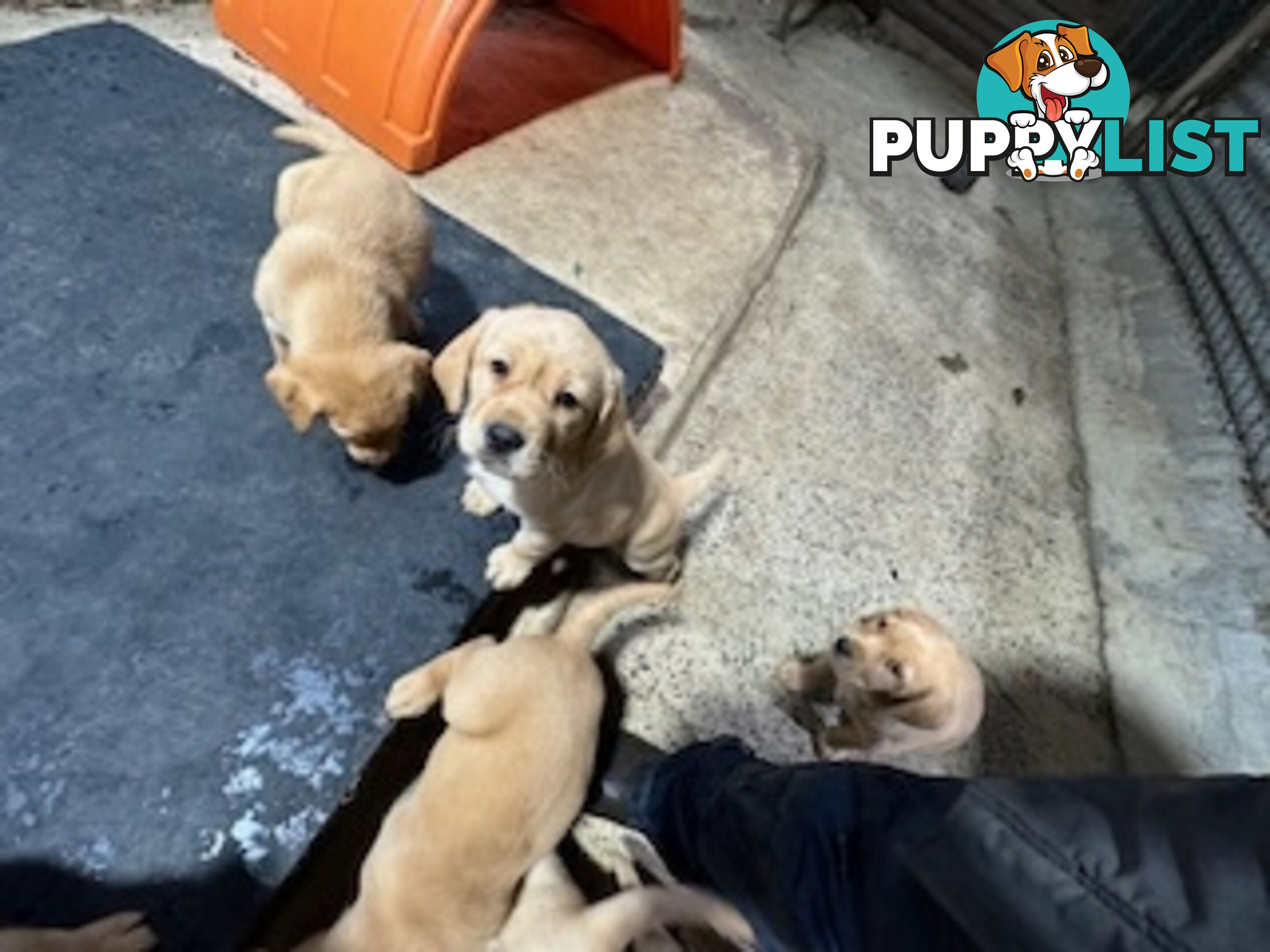 Labrador Puppies Purebred - only 1 gold male available