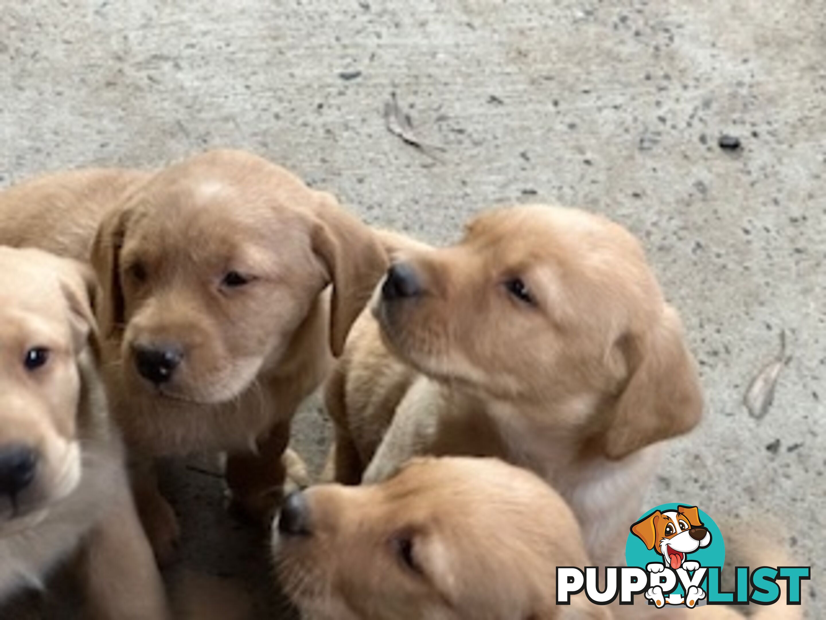 Labrador Puppies Purebred - only 1 gold male available