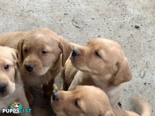 Labrador Puppies Purebred - only 1 gold male available