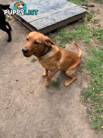 Labrador Puppies Purebred - only 1 gold male available