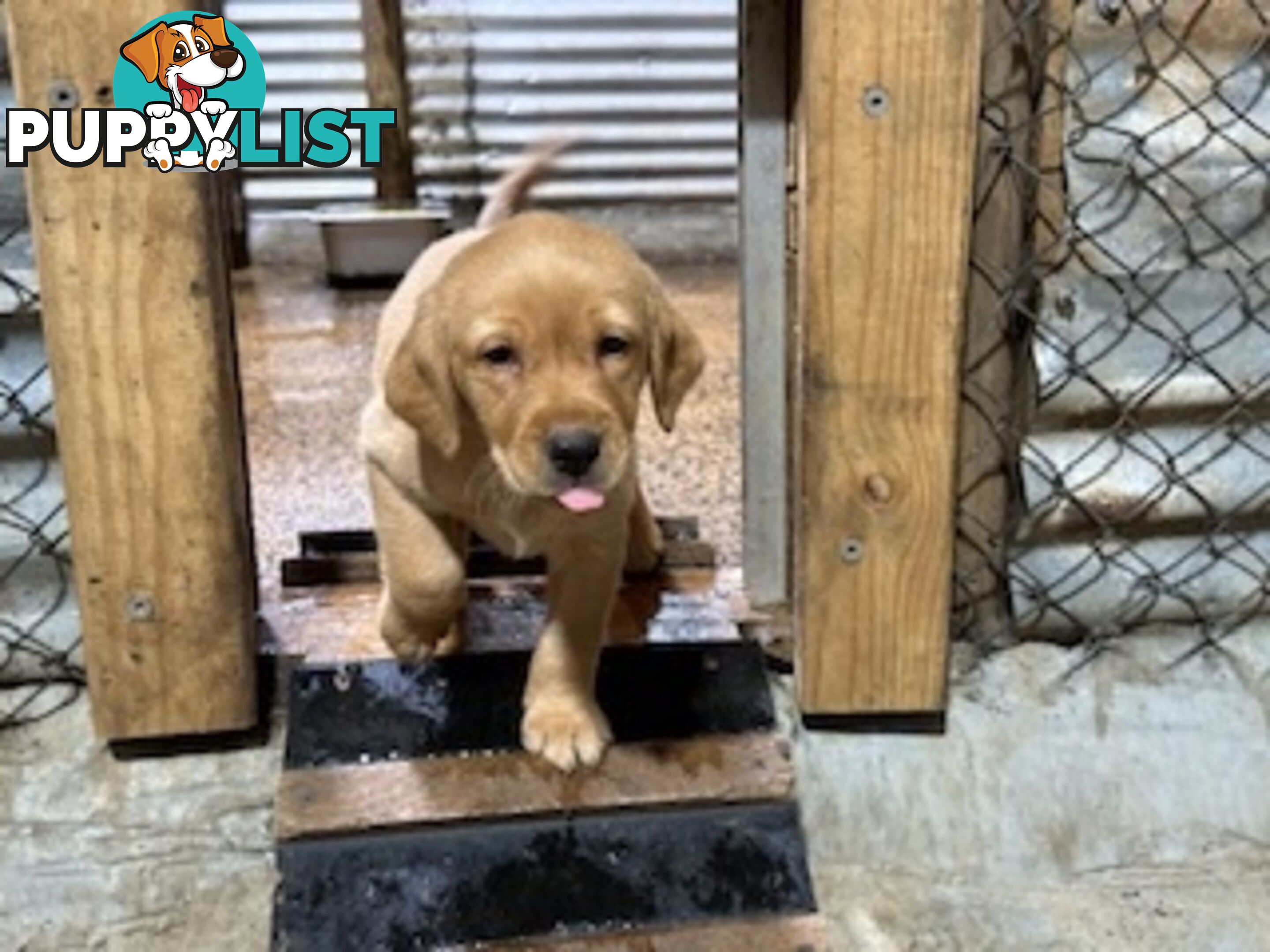 Labrador Puppies Purebred - only 1 gold male available