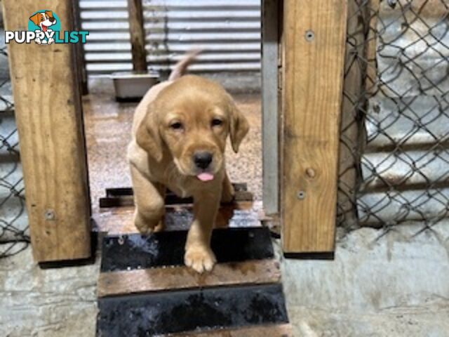 Labrador Puppies Purebred - only 1 gold male available