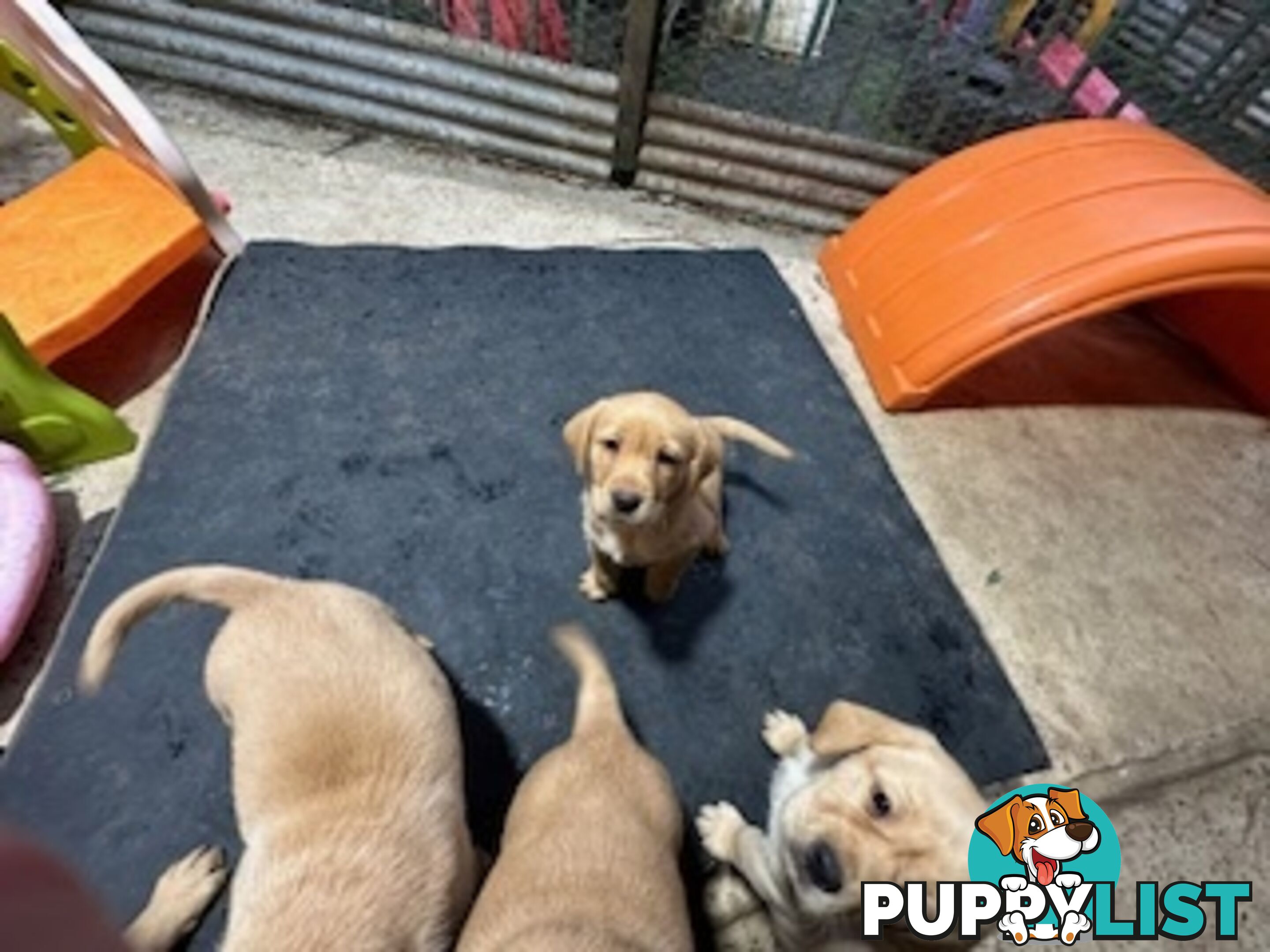 Labrador Puppies Purebred - only 1 gold male available