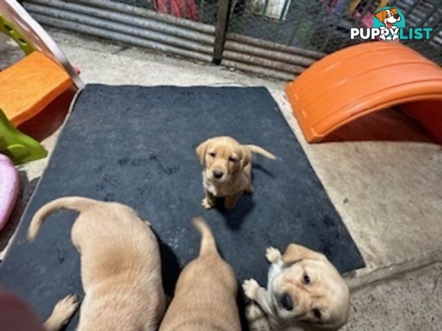 Labrador Puppies Purebred - only 1 gold male available