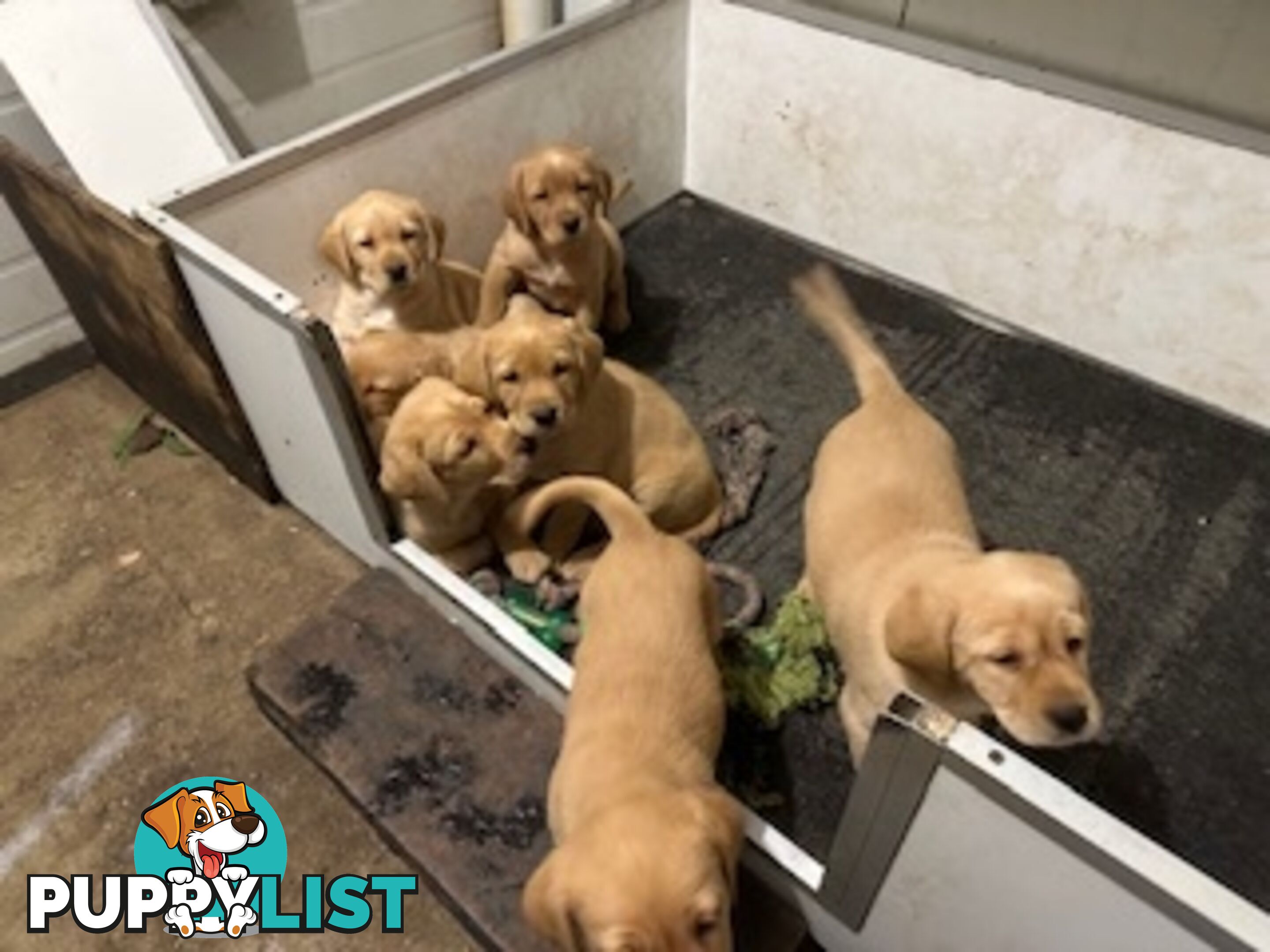 Labrador Puppies Purebred - only 1 gold male available