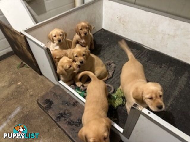 Labrador Puppies Purebred - only 1 gold male available