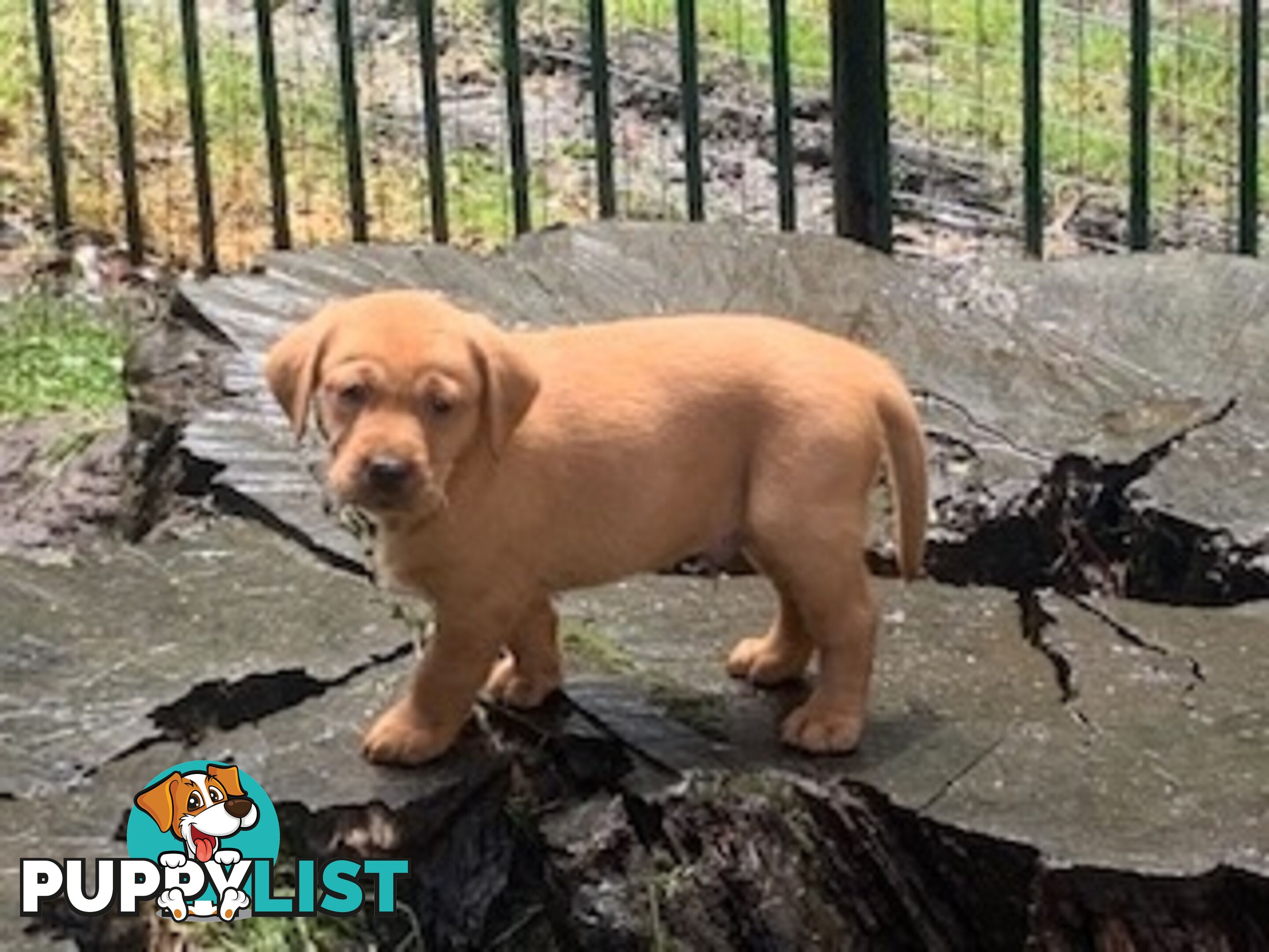 Labrador Puppies - Purebred
