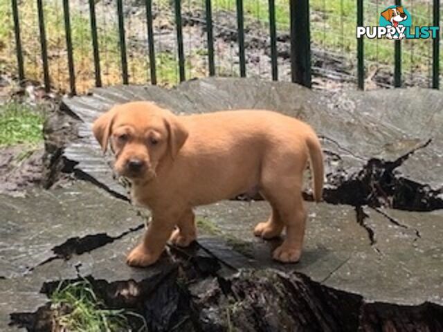 Labrador Puppies - Purebred