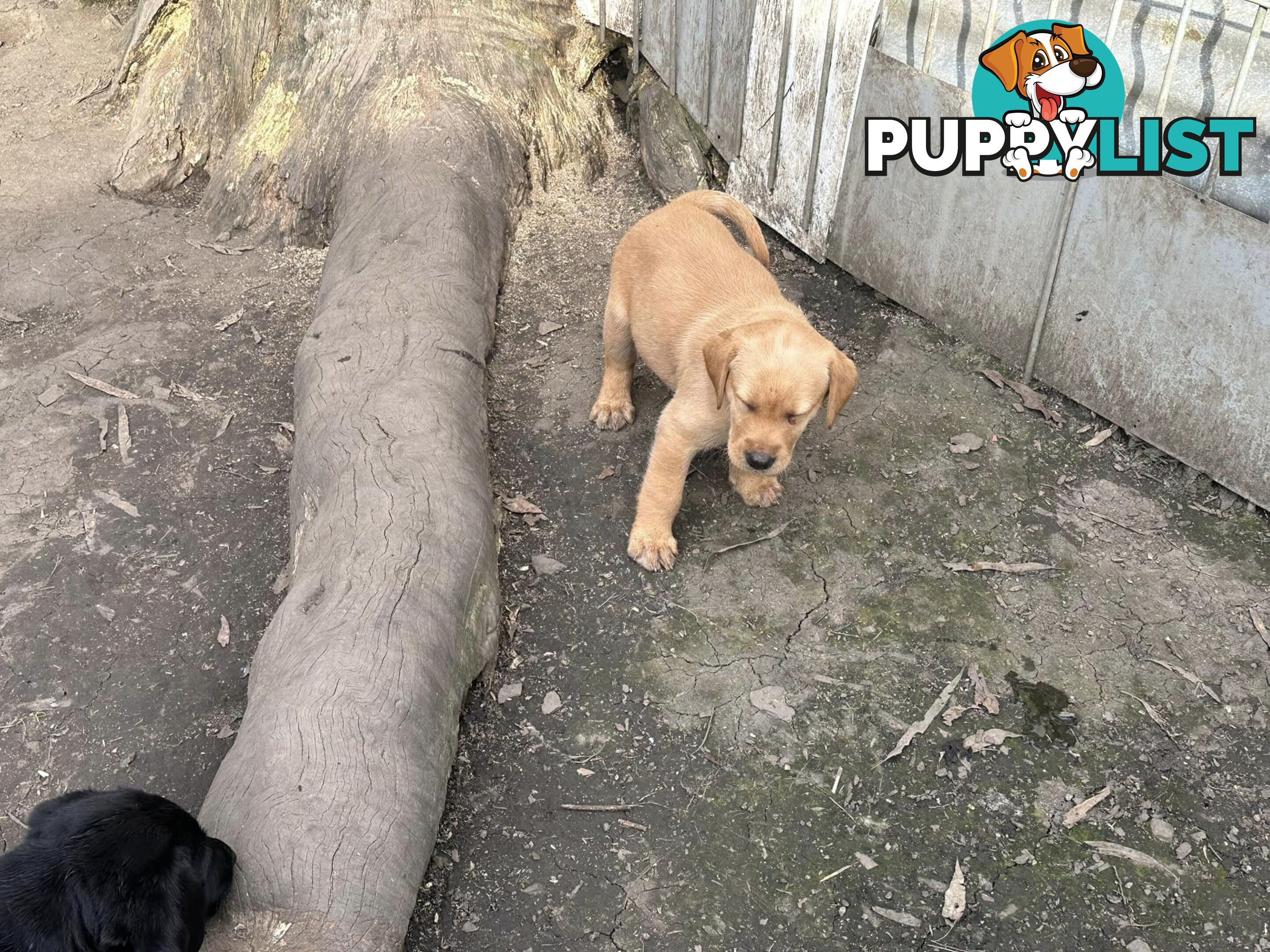 Labrador Puppies - Purebred
