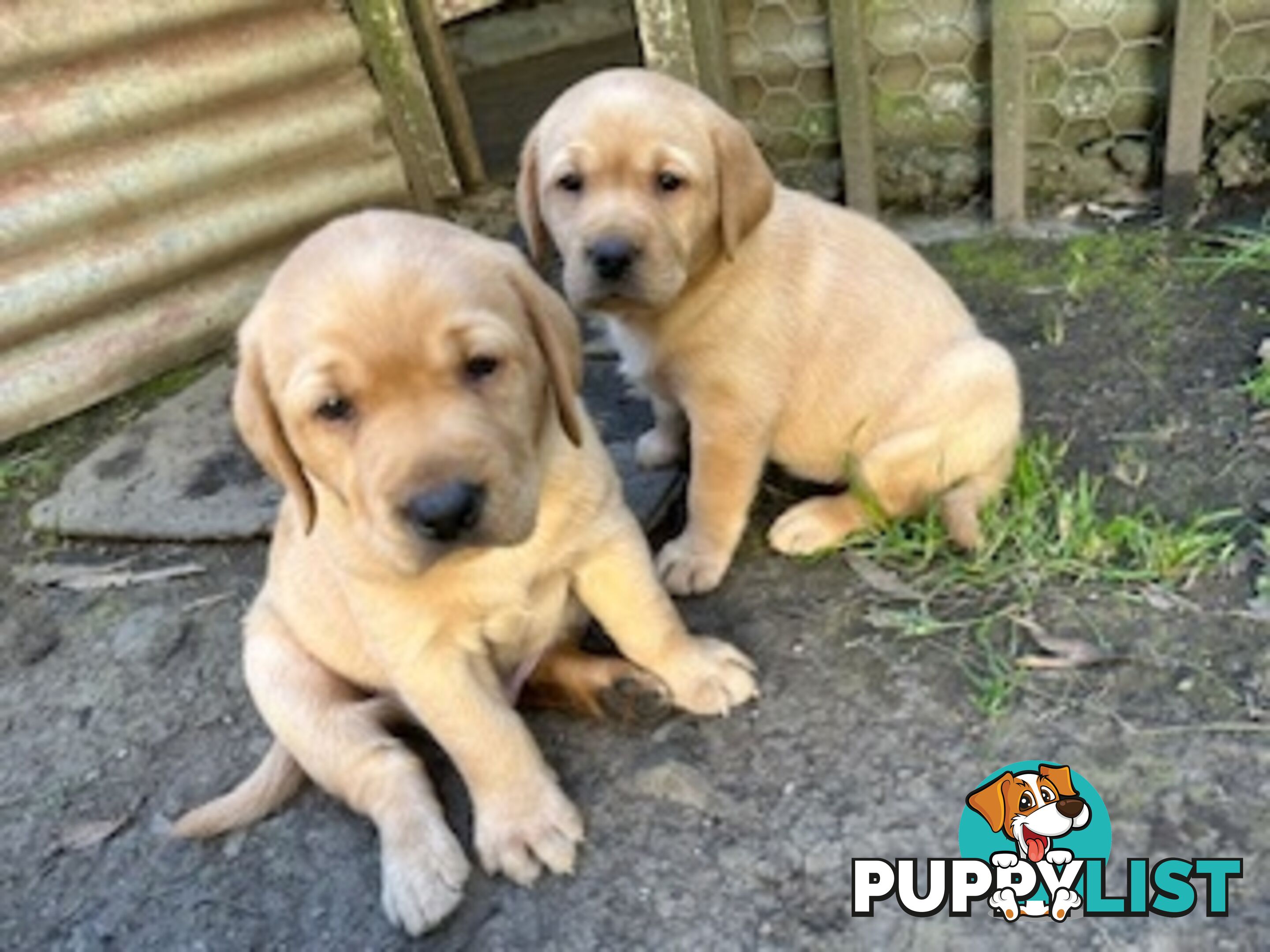 Labrador Puppies - Purebred