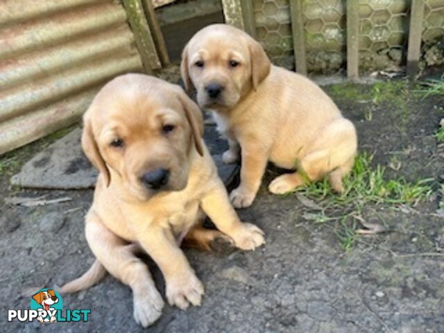 Labrador Puppies - Purebred