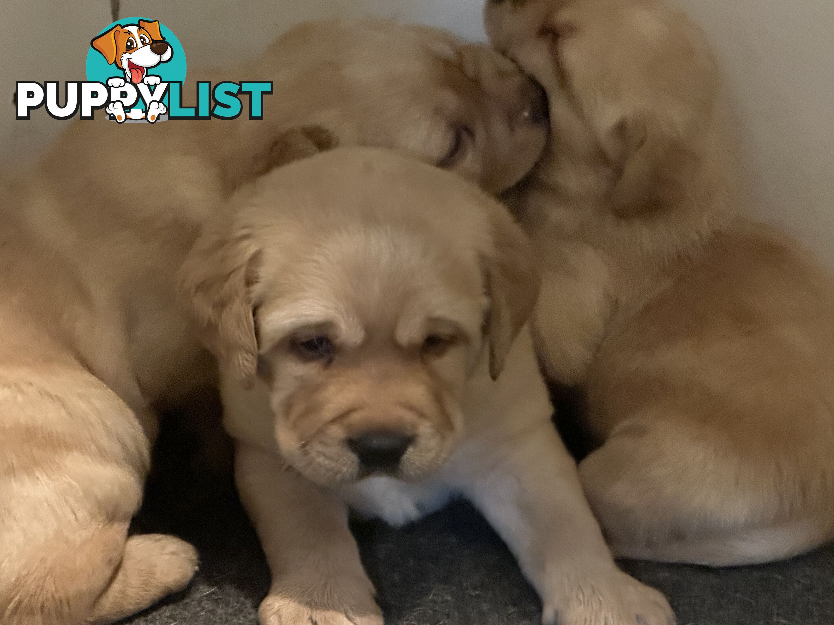 Labrador Puppies - Purebred