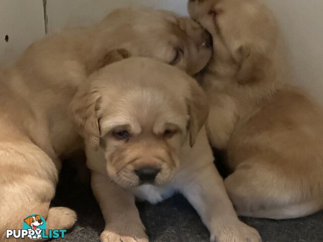 Labrador Puppies - Purebred
