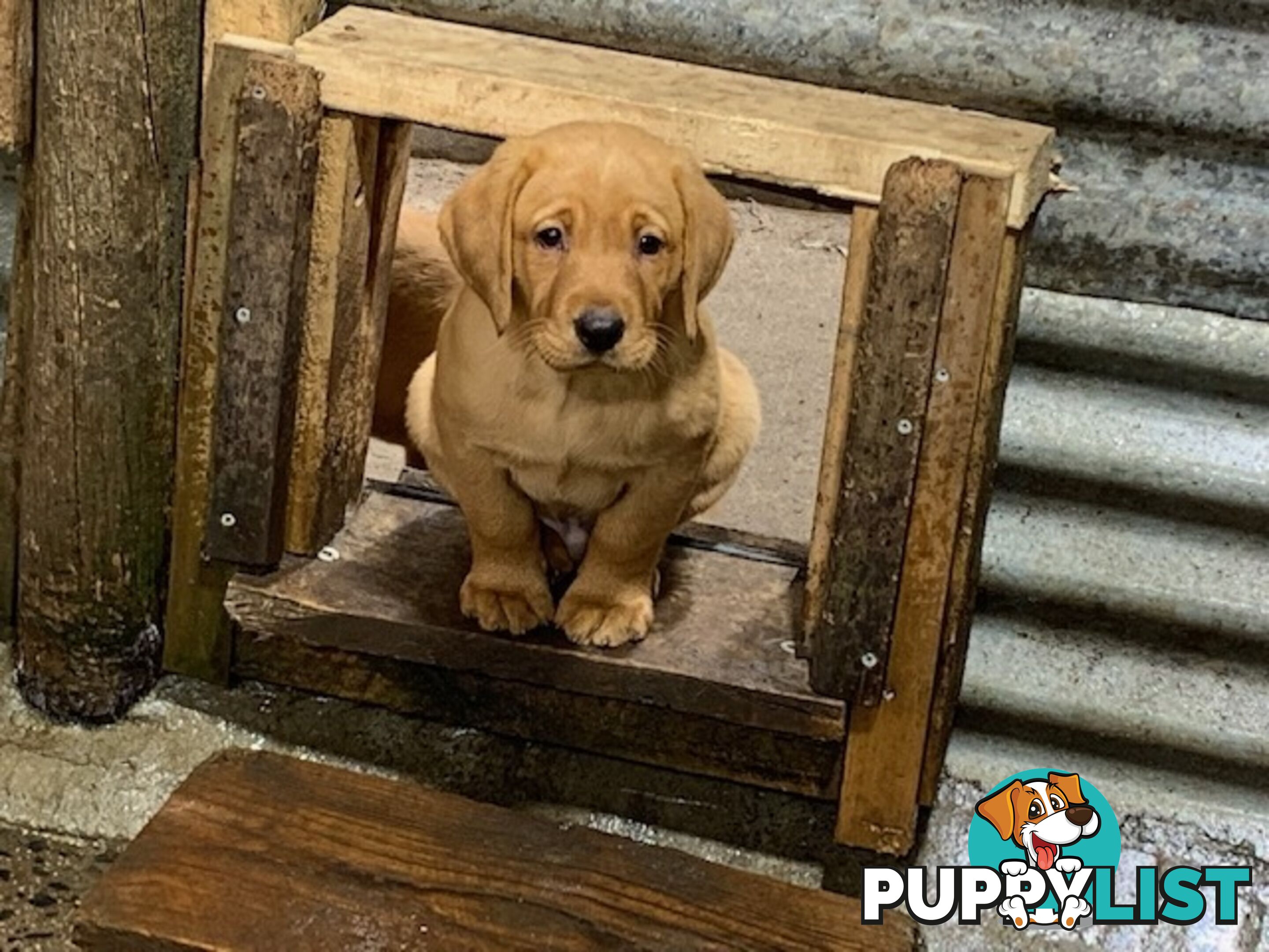 Labrador Puppies - Purebred