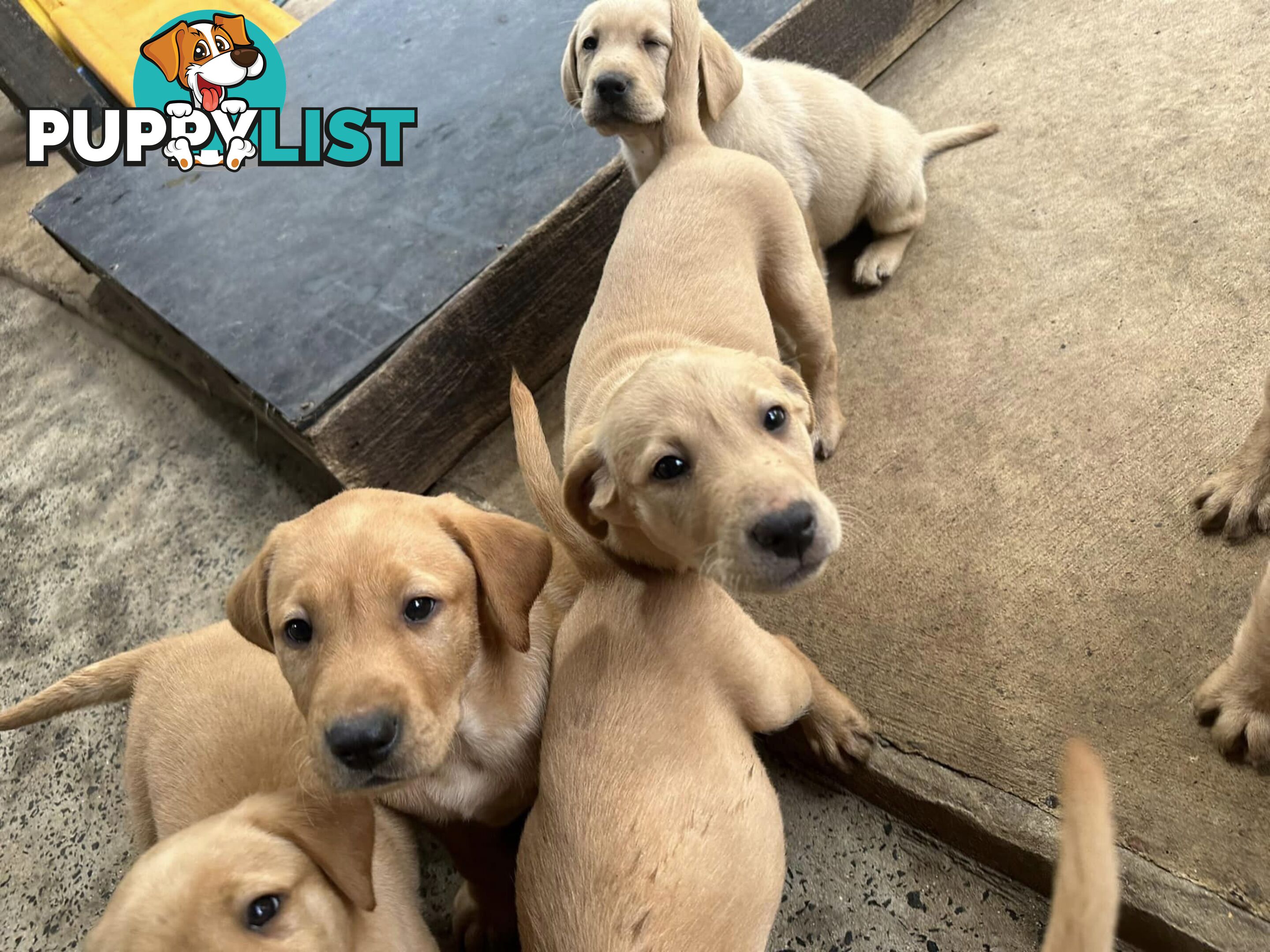 Labrador Puppies - Purebred