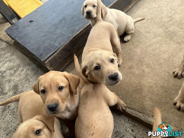 Labrador Puppies - Purebred