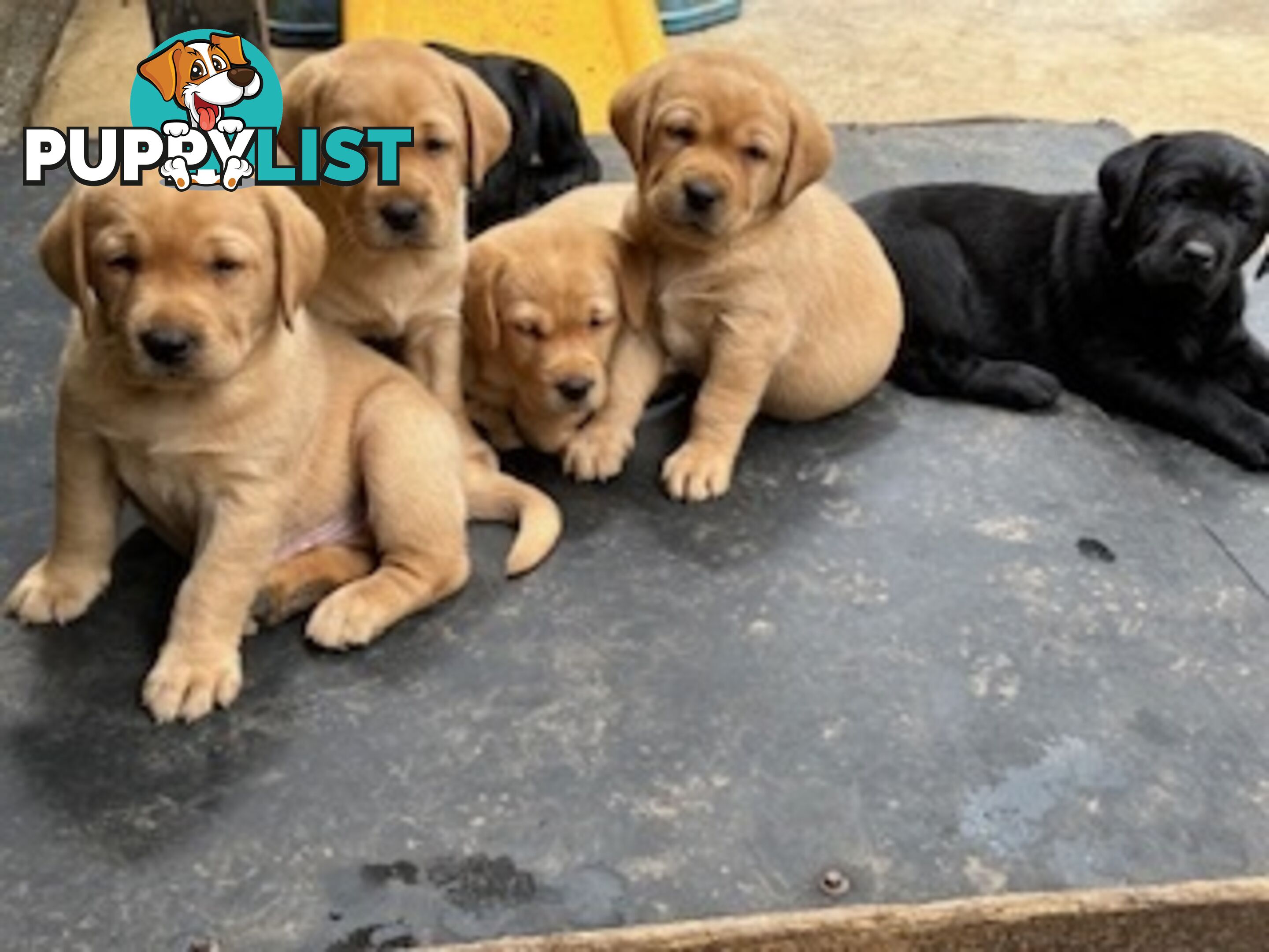 Labrador Puppies - Purebred