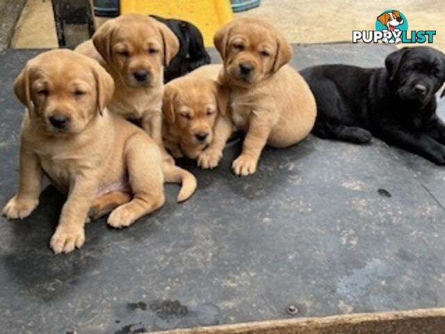 Labrador Puppies - Purebred