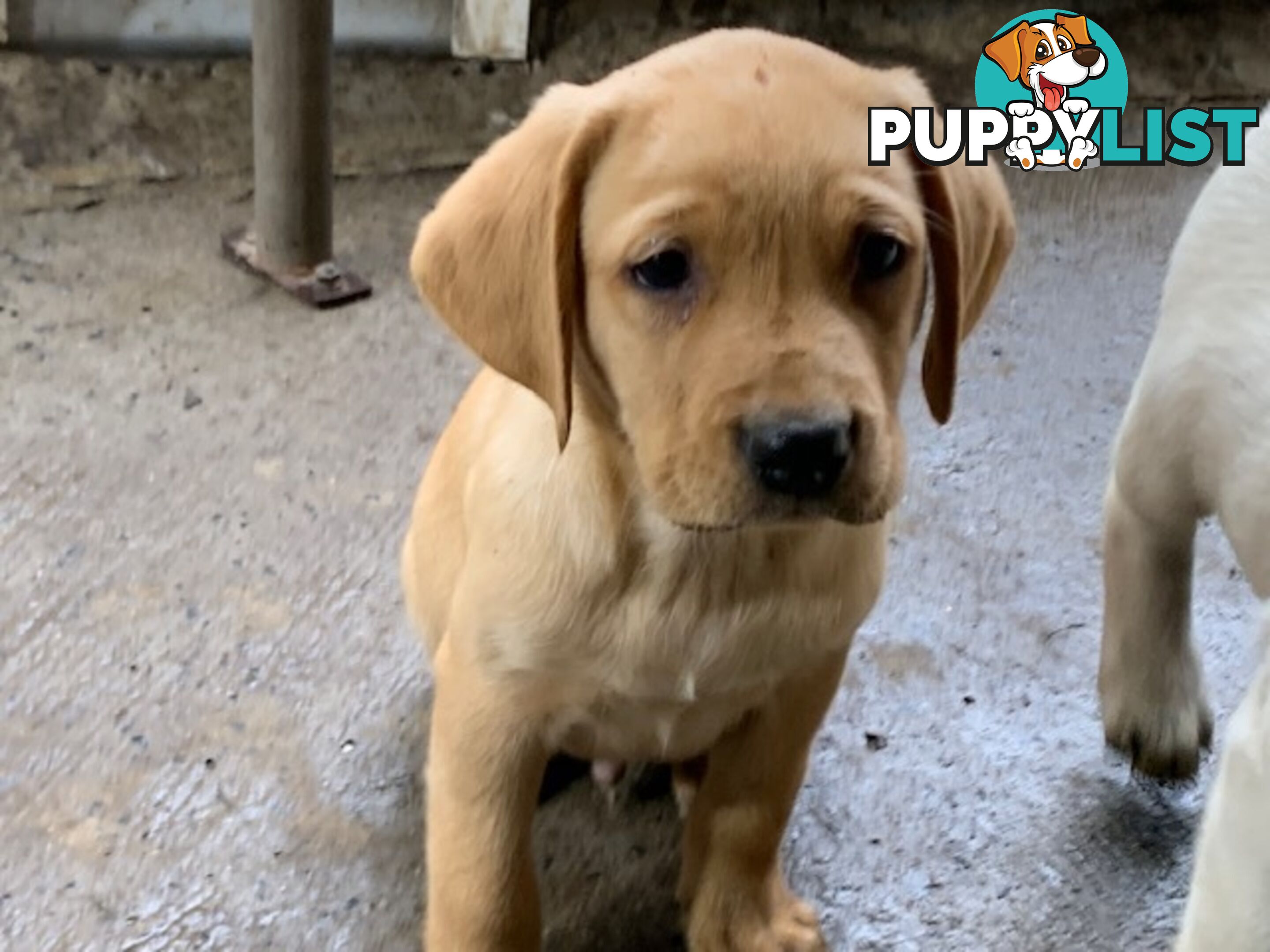 Labrador Puppies - Purebred