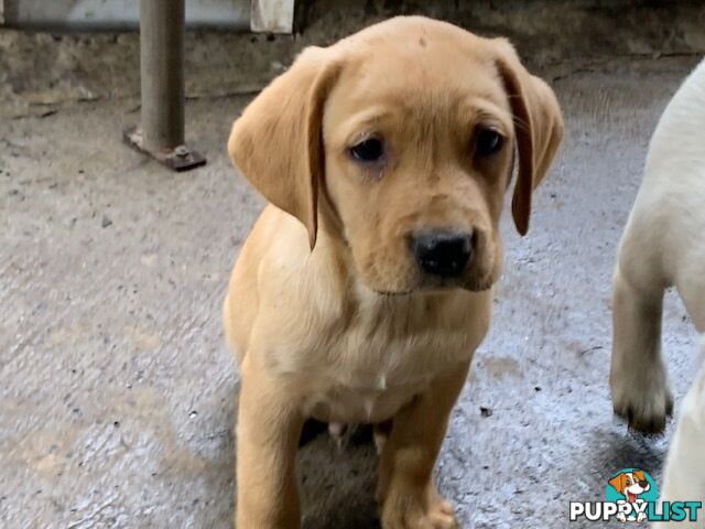 Labrador Puppies - Purebred