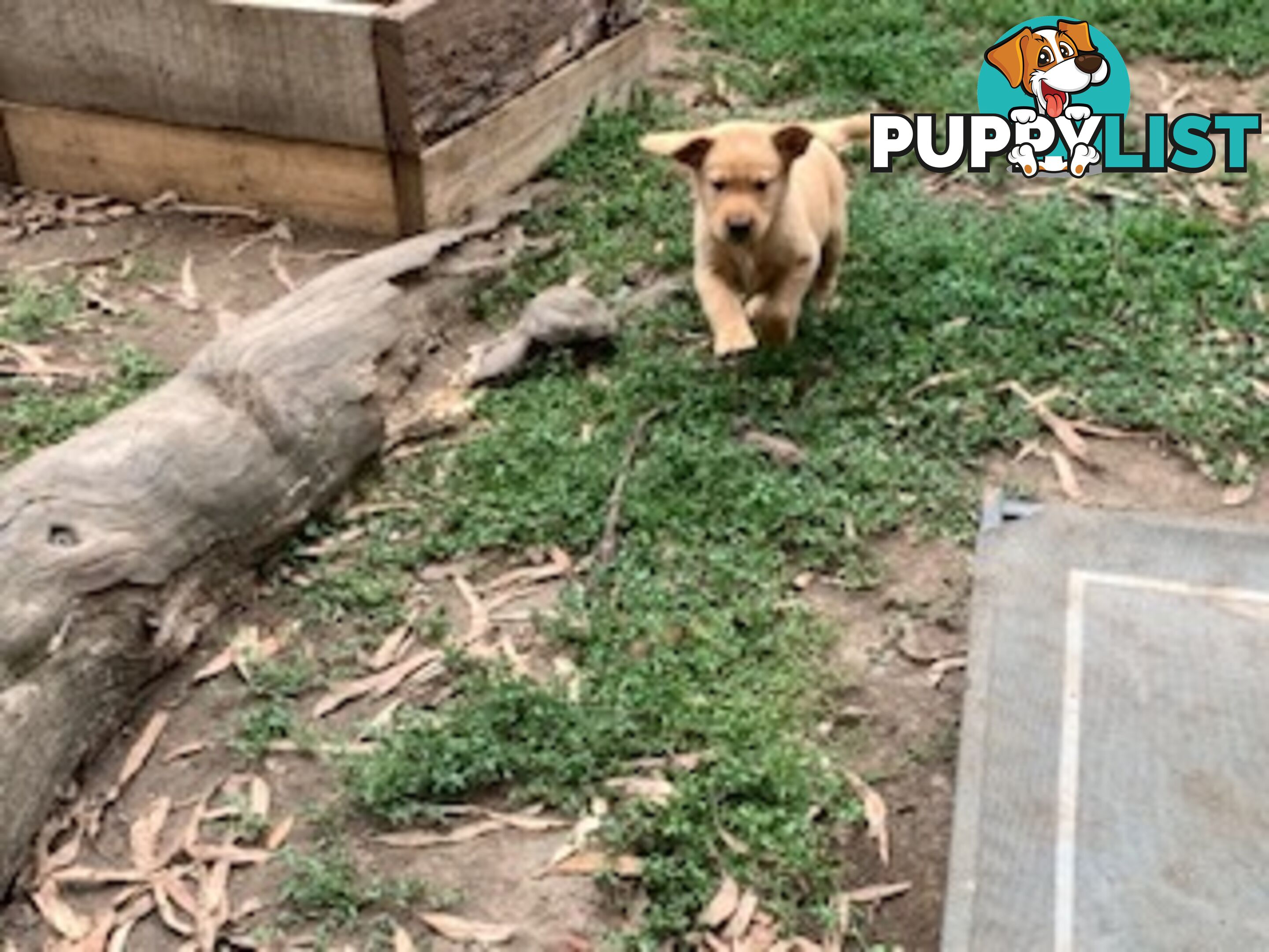 Labrador Puppies - Purebred