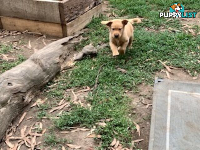 Labrador Puppies - Purebred