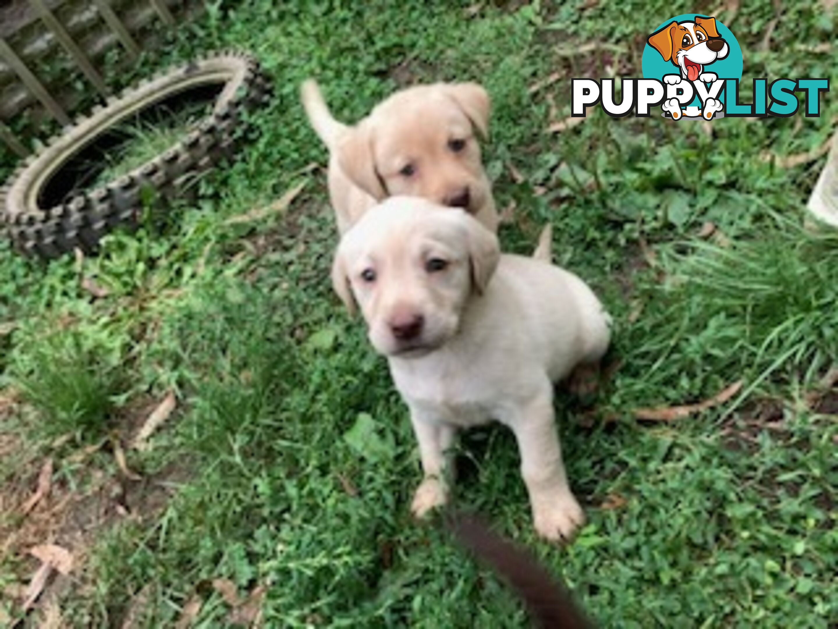Labrador Puppies - Purebred