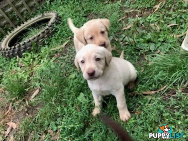 Labrador Puppies - Purebred