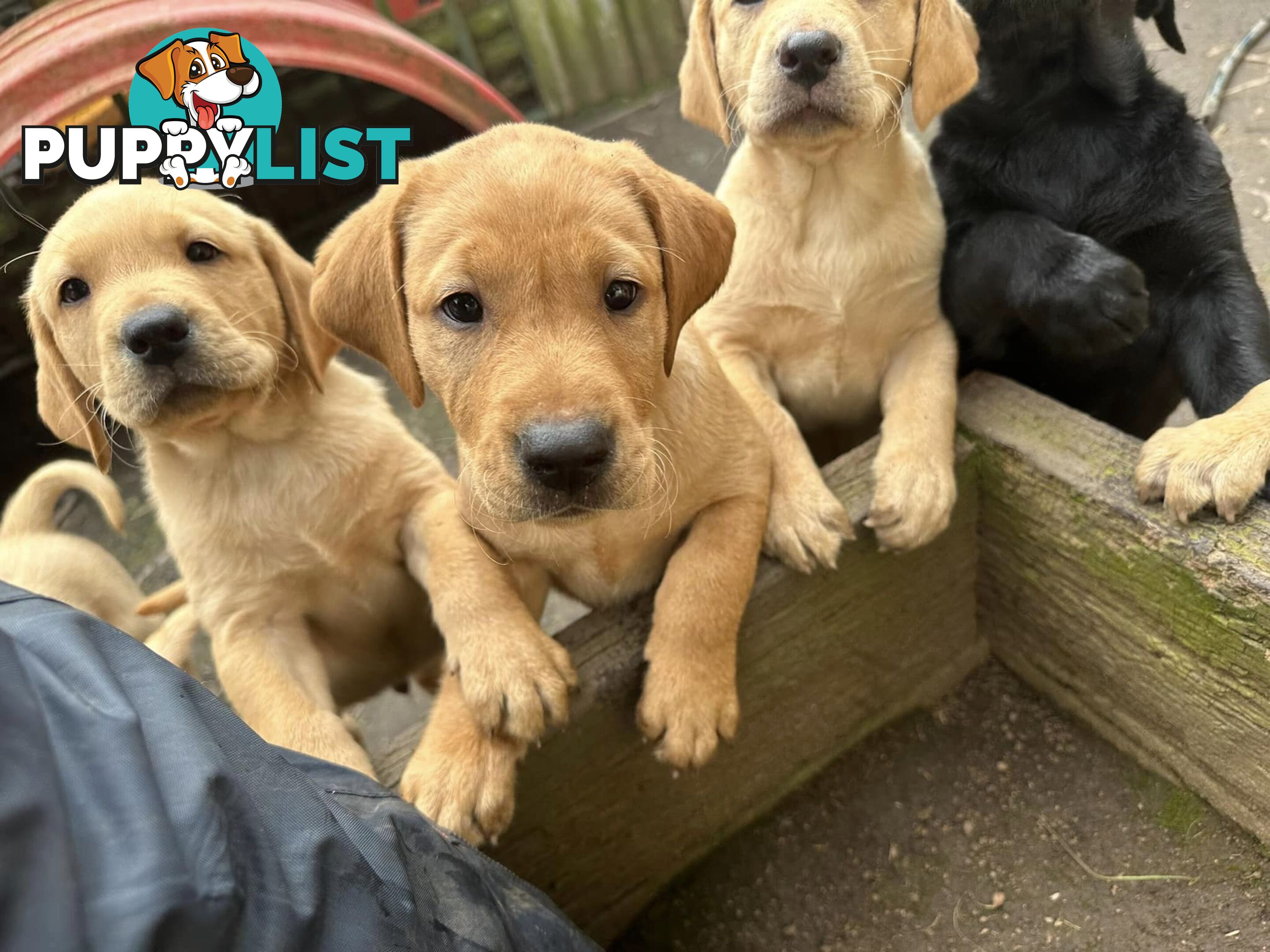 Labrador Puppies - Purebred