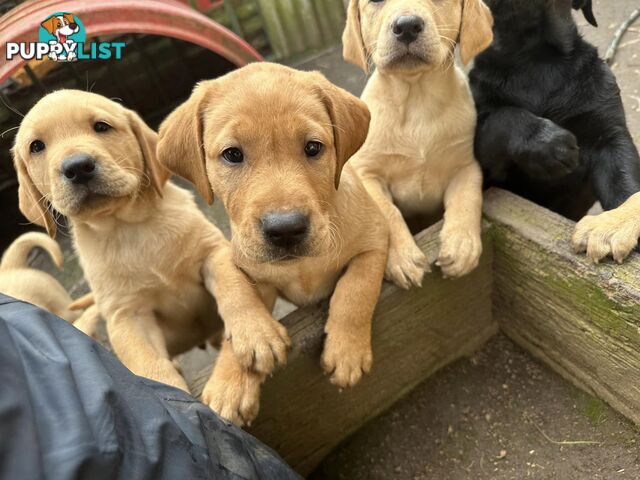 Labrador Puppies - Purebred